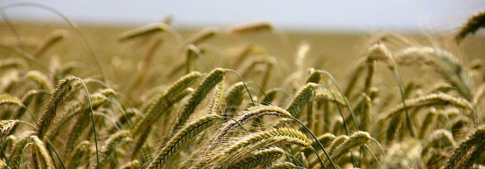 grano