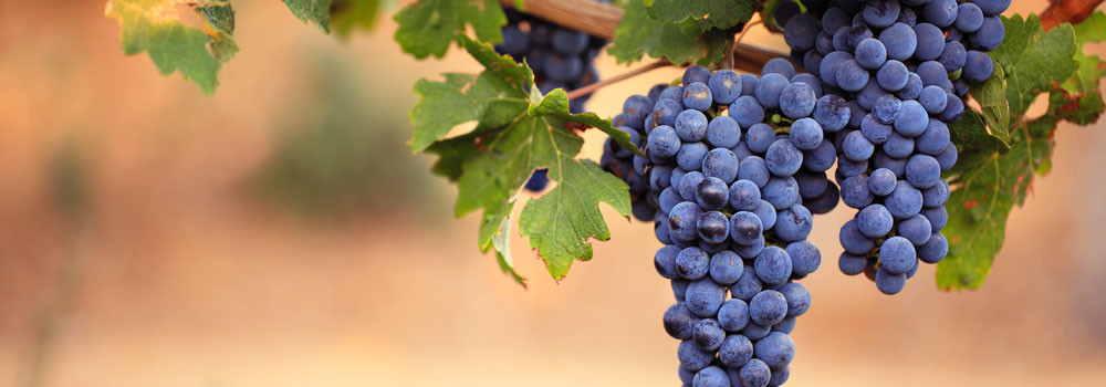 vino